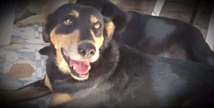 Cachorro ra a SRD idade 2 anos nome Cindy