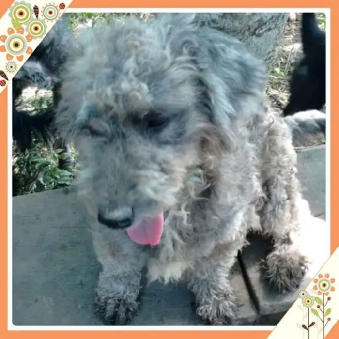 Cachorro ra a poodle/srd idade 5 anos nome mafalda