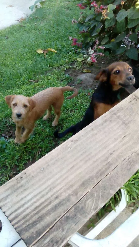 Cachorro ra a Vira lata  com pinchi  idade 2 anos nome Magali , Sansão, sheik