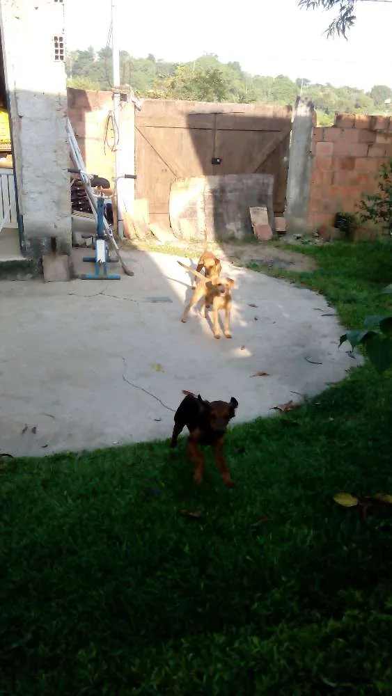 Cachorro ra a Vira lata  com pinchi  idade 2 anos nome Magali , Sansão, sheik