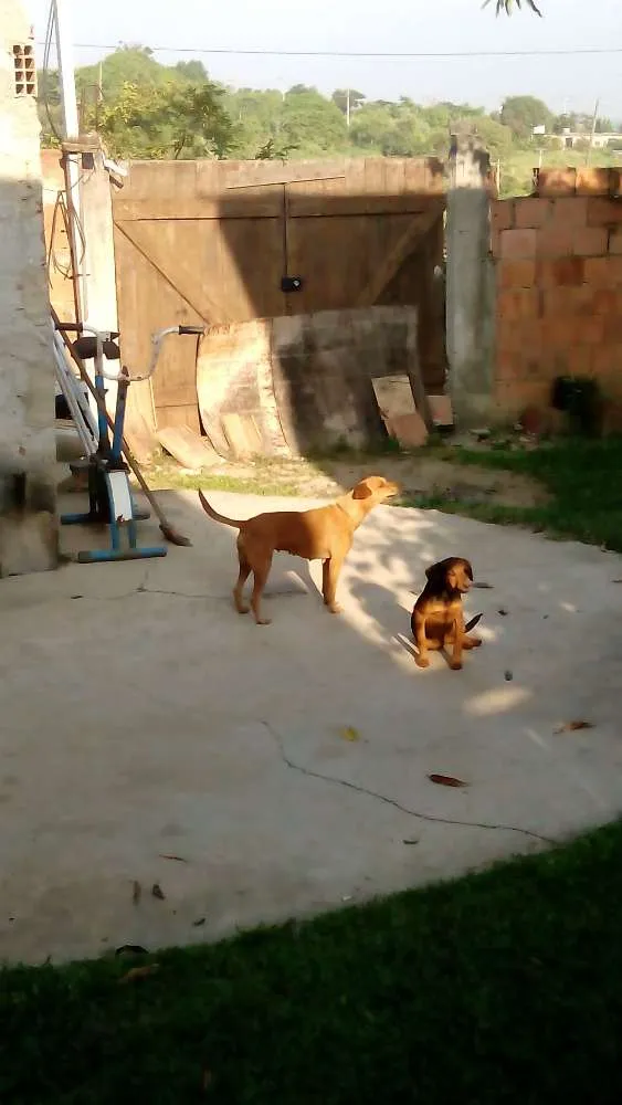 Cachorro ra a Vira lata  com pinchi  idade 2 anos nome Magali , Sansão, sheik