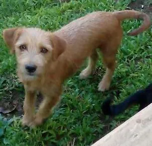 Cachorro ra a Vira lata  com pinchi  idade 2 anos nome Magali , Sansão, sheik