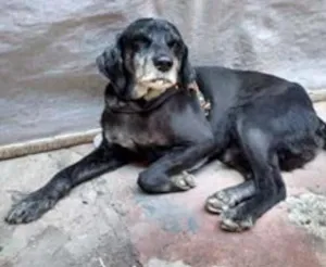 Cachorro raça SRD idade 6 ou mais anos nome Sem nome