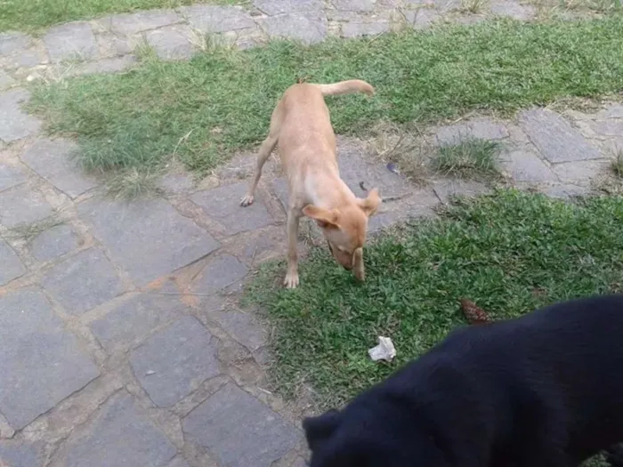 Cachorro ra a SRD idade 3 anos nome PACO