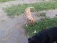 PACO