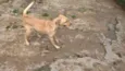 PACO