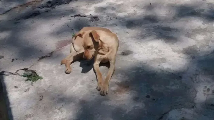 Cachorro ra a SRD idade 3 anos nome PACO
