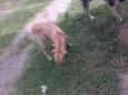 PACO