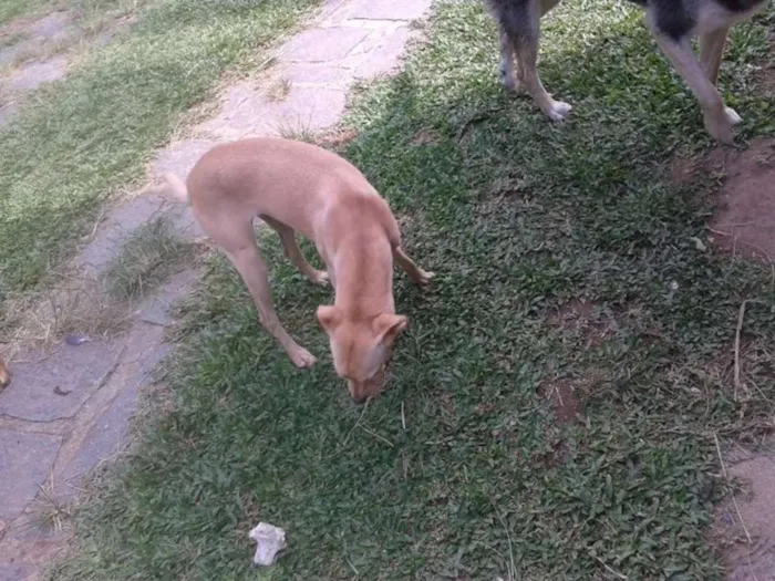 Cachorro ra a SRD idade 3 anos nome PACO