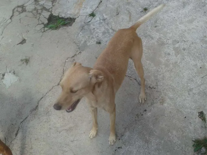 Cachorro ra a SRD idade 3 anos nome PACO