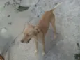 PACO