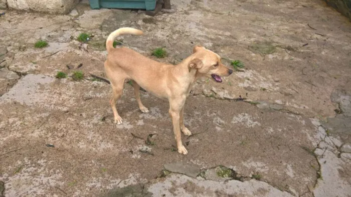 Cachorro ra a SRD idade 3 anos nome PACO