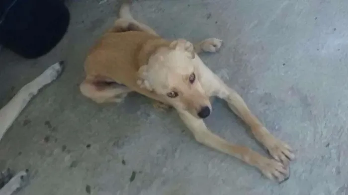 Cachorro ra a SRD idade 3 anos nome PACO