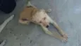 PACO