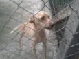 PACO