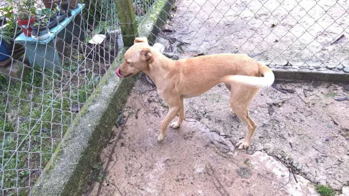 Cachorro ra a SRD idade 3 anos nome PACO