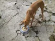 PACO