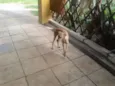 PACO
