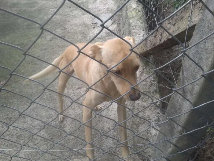 Cachorro ra a SRD idade 3 anos nome PACO