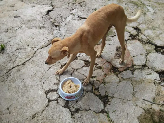 Cachorro ra a SRD idade 3 anos nome PACO