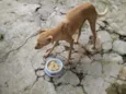 PACO