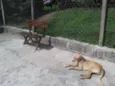 PACO