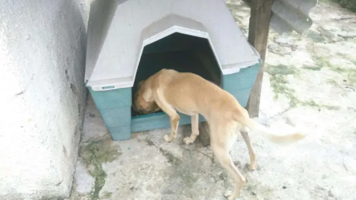 Cachorro ra a SRD idade 3 anos nome PACO
