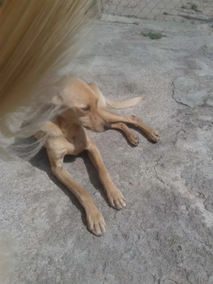 Cachorro ra a SRD idade 3 anos nome PACO