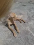 PACO