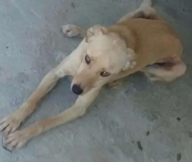 Cachorro ra a SRD idade 3 anos nome PACO
