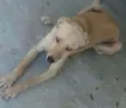 PACO