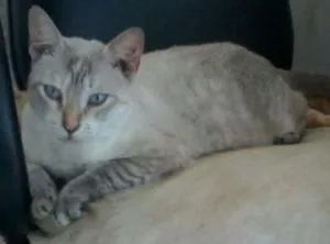 Gato raça Sem raça  idade 1 ano nome Baby