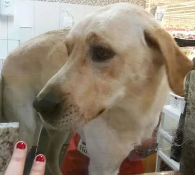 Cachorro ra a Labrador idade 1 ano nome Thor