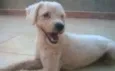 Branquinho