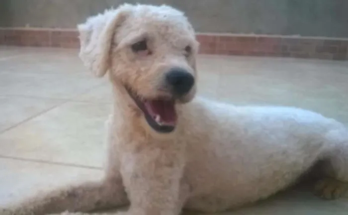 Cachorro ra a Poodle idade 2 anos nome Branquinho