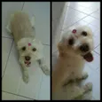 Belinha