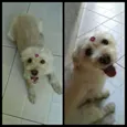 Belinha