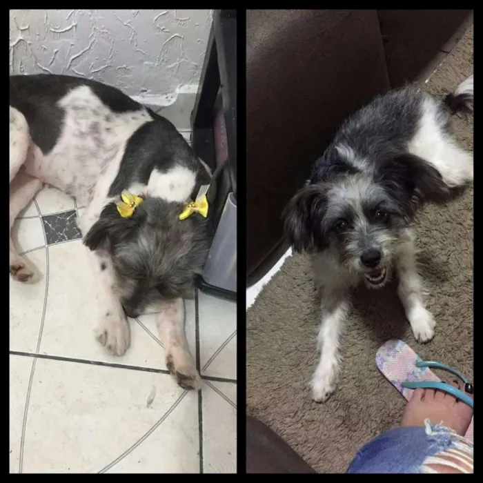 Cachorro ra a SRD idade 7 a 11 meses nome Capitu
