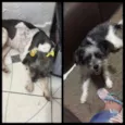 Capitu