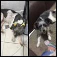 Capitu
