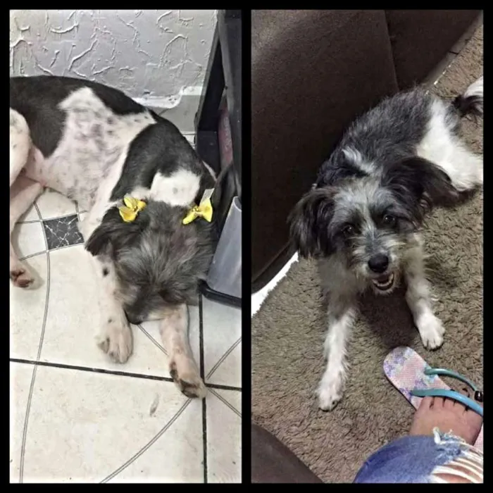 Cachorro ra a SRD idade 7 a 11 meses nome Capitu