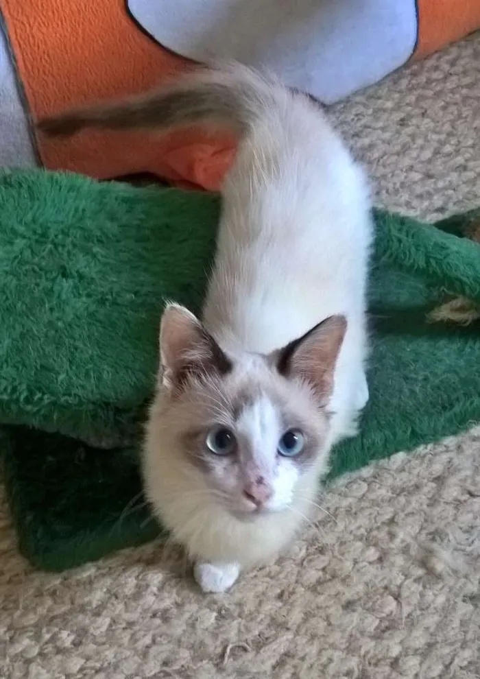 Gato ra a siames idade 2 a 6 meses nome julinho
