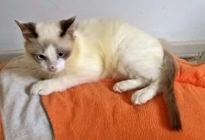 Gato ra a siames idade 2 a 6 meses nome julinho
