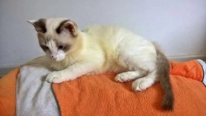 Gato ra a siames idade 2 a 6 meses nome julinho