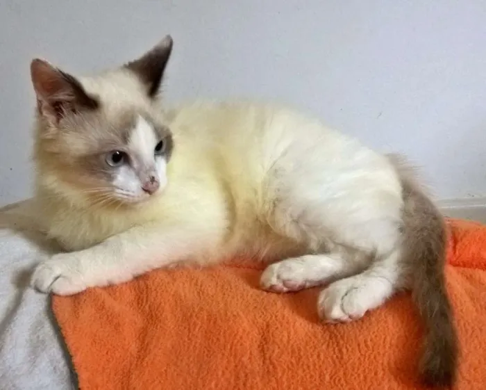 Gato ra a siames idade 2 a 6 meses nome julinho