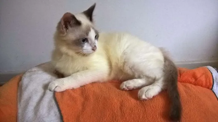Gato ra a siames idade 2 a 6 meses nome julinho