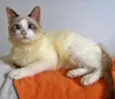 julinho