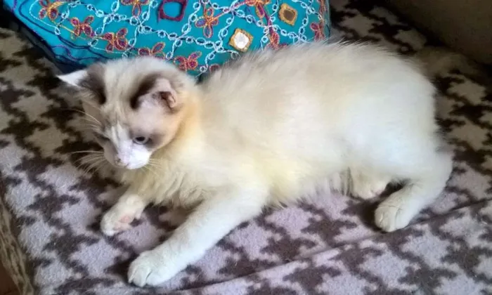 Gato ra a siames idade 2 a 6 meses nome julinho