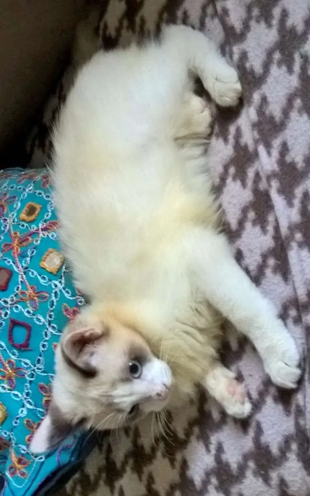 Gato ra a siames idade 2 a 6 meses nome julinho