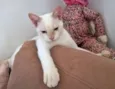 MIRTILO